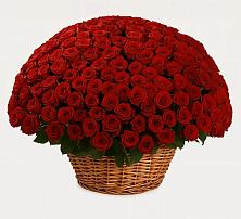 251 Премиум красная роза в Новые Дома Премиум букет из: Розы в Новые Дома